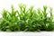 Grass and other plants in soil white isolated cutout element