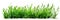 Grass and other plants in soil white isolated cutout element