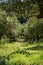 Grass overgrown path into a shady olive grove, Zakynthos