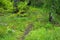 Grass overgrown path between three birches