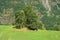 Grass pasture on mountain landscape in Flam, Norway. Cows under green tree on grassy meadow on sunny day. Summer