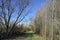 Grass path in a grove