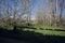 Grass path in a grove