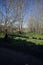 Grass path in a grove