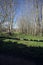 Grass path in a grove