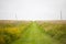 Grass path on a meadow