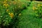 Grass Path Meandering Along Tall Yellow Wildflowers