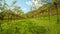 Grass path stretches between grapevines on rural plantation