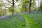 A grass path winds its way through the dense carpet of bluebells in this open woodland scene
