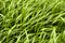 Grass pattern