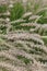 Grass Pennisetum alopecuroides Cassian