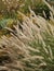 Grass Pennisetum alopecuroides Cassian