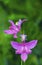 Grass Pink Orchid  49246