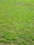 Grass pitch texture