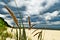 Grass plant Calammophila baltica growing on sandy beach at the Baltic sea shore. Dramatic stormy tempestuous sky on background.