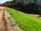 The grass is planted to prevent erosion of the soil slope.