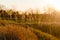 Grass plants against a glaring sunset. Trees without leaves background