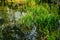 Grass in the pond. Marshland. Plant texture