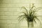 Grass pot Decorate house beautifully, place white brick wall, with copy space Vintage style.