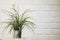 Grass pot Decorate house beautifully, place white brick wall, wi