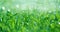 Grass with rain drops. Watering lawn. Fresh green spring grass with dew drops closeup