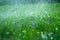 Grass with rain drops. Watering lawn. Rain. Blurred green grass background with water drops closeup. Nature. Environment