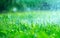 Grass with rain drops. Watering lawn. Rain. Blurred green grass background with water drops closeup. Nature. Environment