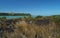 Grass on Rangitoto island