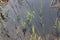 Grass and reed grow out of the water, on the edge of a moor lake, in autumn.