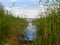 Grass and reed on a small spring salt lake