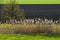 Grass, reed, tree and cultivated ground in the sunny day.