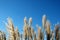 Grass reeds against a blue sky.