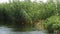 Grass reeds growing in large river