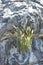 Grass in the rock, oman wadis