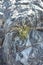 Grass in the rock, oman wadis