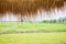 grass roof of cottage with seeing green paddy rice field background. scenery see view from countryside. relaxing image for backgro