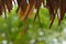 grass roof view defocused green nature abstract background