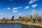 Grass and rushes growing in wetlands with the blue sky and cloud