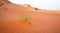 Grass Sand Dune background