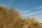 Grass on sand dunes against the sky