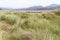 Grass Sand Dunes and Mawddach Estuary