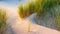 Grass on the sand. Soft light at sunset. A sandy shore at low tide. Travel image.