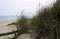 Grass on Sandy Beach in Lakes Entrance, Victoria, Australia