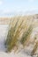 Grass at sandy dune, baltic sea