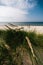 Grass on the sandy and windy Baltic seashore