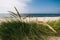 Grass on the sandy and windy Baltic seashore