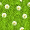 Grass seamless pattern