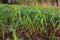 Grass Seedlings Growing Sweet Jumbo