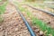 Grass seeds begin to grow on new soil in the garden. The drip irrigation hose lies on the ground