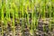 Grass seeds begin to grow on the soil in the garden